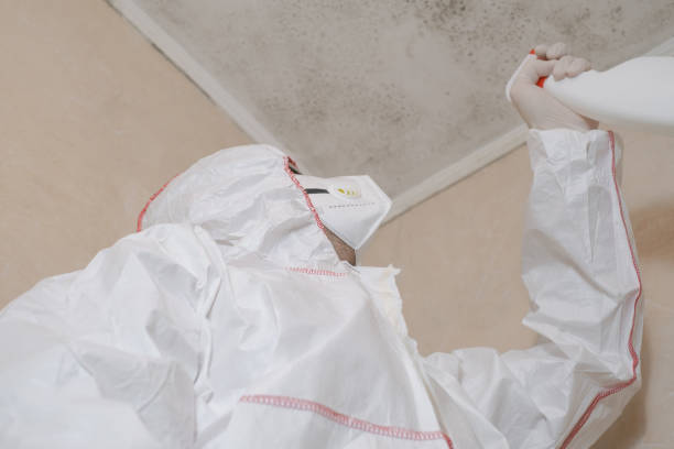 Best Basement Mold Remediation in Bellport, NY