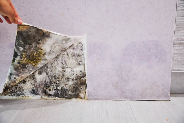 Best Mold Testing and Inspection Services in Bellport, NY